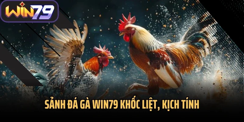 Sảnh đá gà Win79 khốc liệt, kịch tính