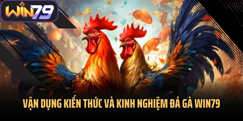 Vận dụng kiến thức và kinh nghiệm đá gà Win79